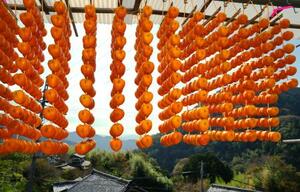 最盛期を迎えた串柿作り=7日午前、和歌山県かつらぎ町