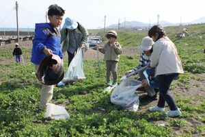 希少な海岸植物が生育している砂浜でごみを拾う参加者=4月29日、上越市柿崎区の柿崎海岸