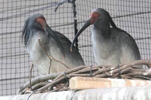 愛称が「ゆう」と「さくら」に決まったトキのつがい。繁殖期で羽が黒くなっている(長岡市提供)