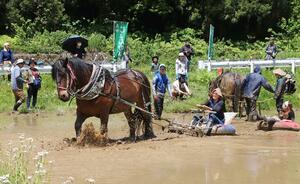 昔ながらの馬耕で行われた高柳じょんのび村の代かき=柏崎市高柳町岡野町