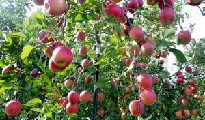 青森県産のリンゴ(青森県りんご果樹課提供)