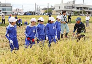 手刈りの稲刈りを体験した刈羽小の5年生=刈羽村刈羽