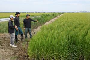 出穂したコシヒカリについて話す「カミハヤ」の3人。左から杉本良介さん、坂上雅之さん、鷲尾徳昭さん=新潟市江南区(写真映像部・伊藤駿平)