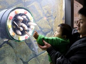 恵方巻きに見立てた筒にアナゴがぎっしりと入った水槽＝上越市五智２