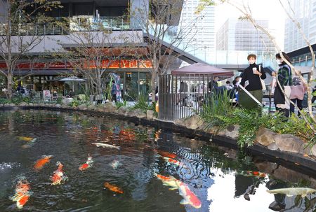 首都の玄関口に小千谷の錦鯉 新潟日報デジタルプラス