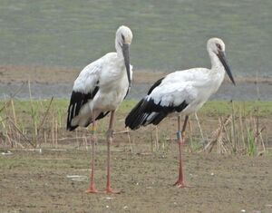 上越に飛来した西日本生まれのコウノトリ=8月15日、上越市青野(橋爪法一さん提供)
