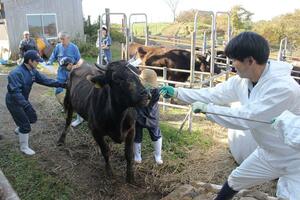 放牧地を離れ、トラックに誘導される牛=11月11日、佐渡市吉岡
