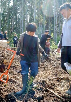 ３０センチほどに育ったスギの苗を植える参加者ら＝５月１８日、村上市菅沼