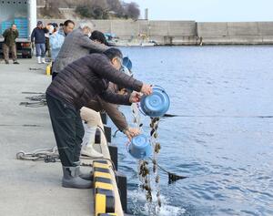 ナマコの種苗を放流する参加者=佐渡市岩首