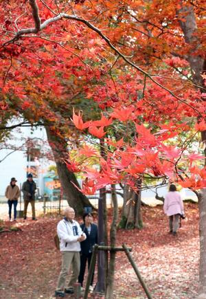 紅葉が進んだ木々と落ちた葉で、園内の一角が赤色に染まったもみじ園=11月20日、長岡市朝日