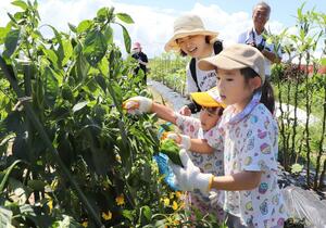 野菜の収穫体験をする子どもたち=8月17日、新潟市南区東笠巻新田