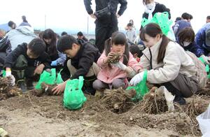家族連れらがサトイモ掘りを楽しんだ「さといもまつり」＝五泉市三本木