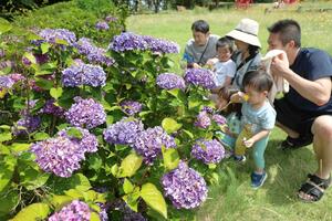 強い日差しの中、アジサイを眺める子どもたち＝６月２２日、新潟市中央区