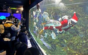 サンタの格好をしたダイバーによる餌付けショー＝２３日、長岡市寺泊花立
