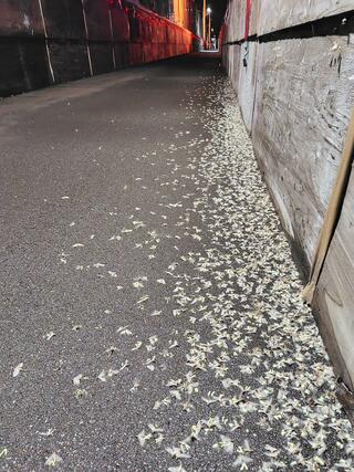 長生橋の歩道橋にたまったオオシロカゲロウの死骸＝１８日午後８時前、長岡市
