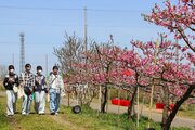 満開の桃の香りに誘われて…刈羽村で花見フェスティバル　花やグルメで「砂丘桃」の魅力ＰＲ