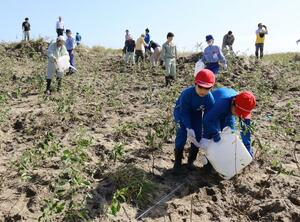 アキグミの植栽に取り組む松浜小学校の児童や地域住民ら=新潟市北区松浜