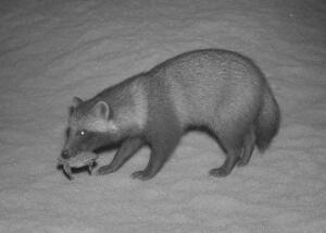 子ガメをくわえるタヌキ=8月、鹿児島県・屋久島の永田浜(屋久島うみがめ館提供)