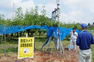 ナシ畑に防犯カメラを設置するJAの職員ら=7月、愛知県豊田市