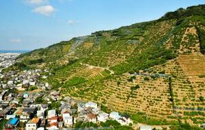ミカンが栽培される石積み階段園=和歌山県有田・下津地域(和歌山県提供)