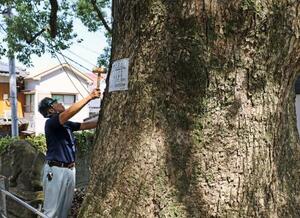 山王神社の被爆クスノキを木づちでたたいて点検する樹木医=22日午前、長崎市
