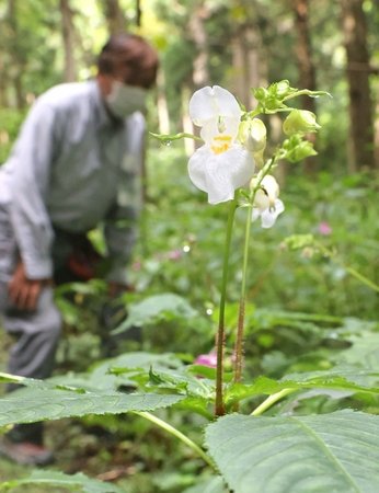 かれんな白い花 お出迎え 新潟日報デジタルプラス
