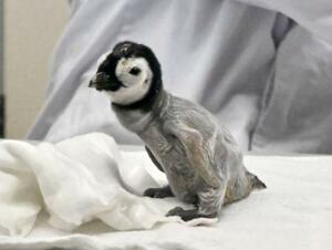 和歌山県白浜町の「アドベンチャーワールド」で誕生したエンペラーペンギンの赤ちゃん=6日午前