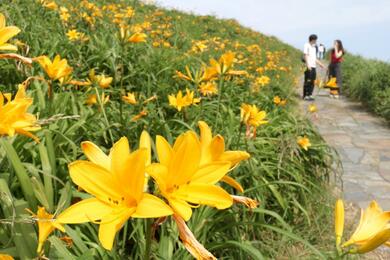 初夏彩り、鮮やかな黄色の花咲く！ 佐渡市の大野亀でトビシマカンゾウ