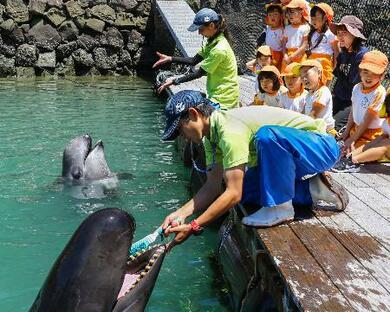 太地の博物館でクジラの歯磨き 洗車ブラシ使い健康PR | 新潟日報