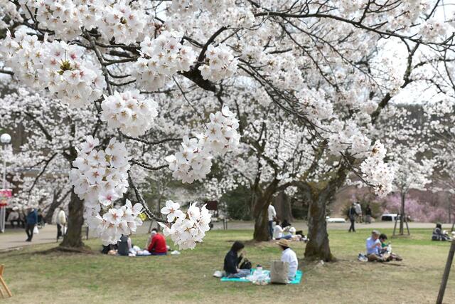満開を迎えた悠久山公園の桜＝９日、長岡市御山町