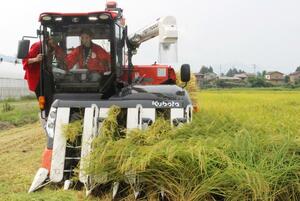 ８月に行われた米山プリンセスの収穫＝柏崎市北条