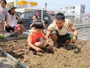園児が体験したコシヒカリの田植え=柏崎市三和町