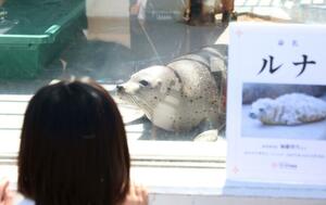 「ルナ」と名付けられたゴマフアザラシの赤ちゃん=17日