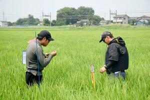 稲の生育状況を確認する神明アグリイノベーションの社員ら=7月9日、埼玉県加須市