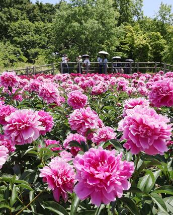 色鮮やかなシャクヤクが咲きそろった東公園＝１９日、五泉市赤海