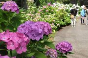 「アジサイ寺」間もなく見頃に…佐渡市の蓮華峰寺、 色とりどり約20品種約7000株