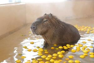 ゆず湯で温まるカピバラの「ゆうじろう」＝２０２３年１２月、新潟市中央区清五郎