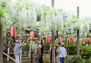 見頃を迎え、訪れる人たちを楽しませている八王寺の白藤＝燕市八王寺の安了寺