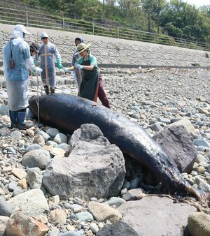 漂着したクジラの死骸を慎重に回収する西澤真樹子さん(右)ら=佐渡市背合