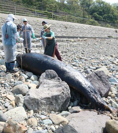 体長4メートル超…クジラの死骸、佐渡市・真野湾海岸に漂着 標本作りへ