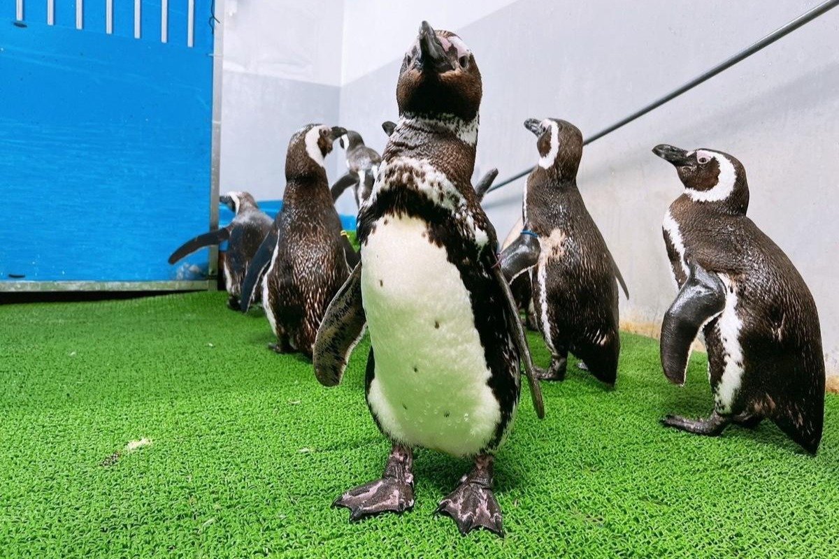 マゼランペンギン11羽、新潟上越市のうみがたりに”避難” のとじま臨海