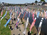 風に乗って悠々と空泳ぐこいのぼり500匹！　加茂で恒例「加茂川を泳ぐ鯉のぼり」5月25日まで　GWはマルシェも開催