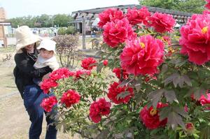 大輪のボタンの花が咲き始めた東公園内のぼたん百種展示園=27日、五泉市赤海
