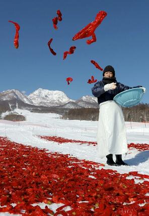 雪にさらされるトウガラシ=20日、妙高市