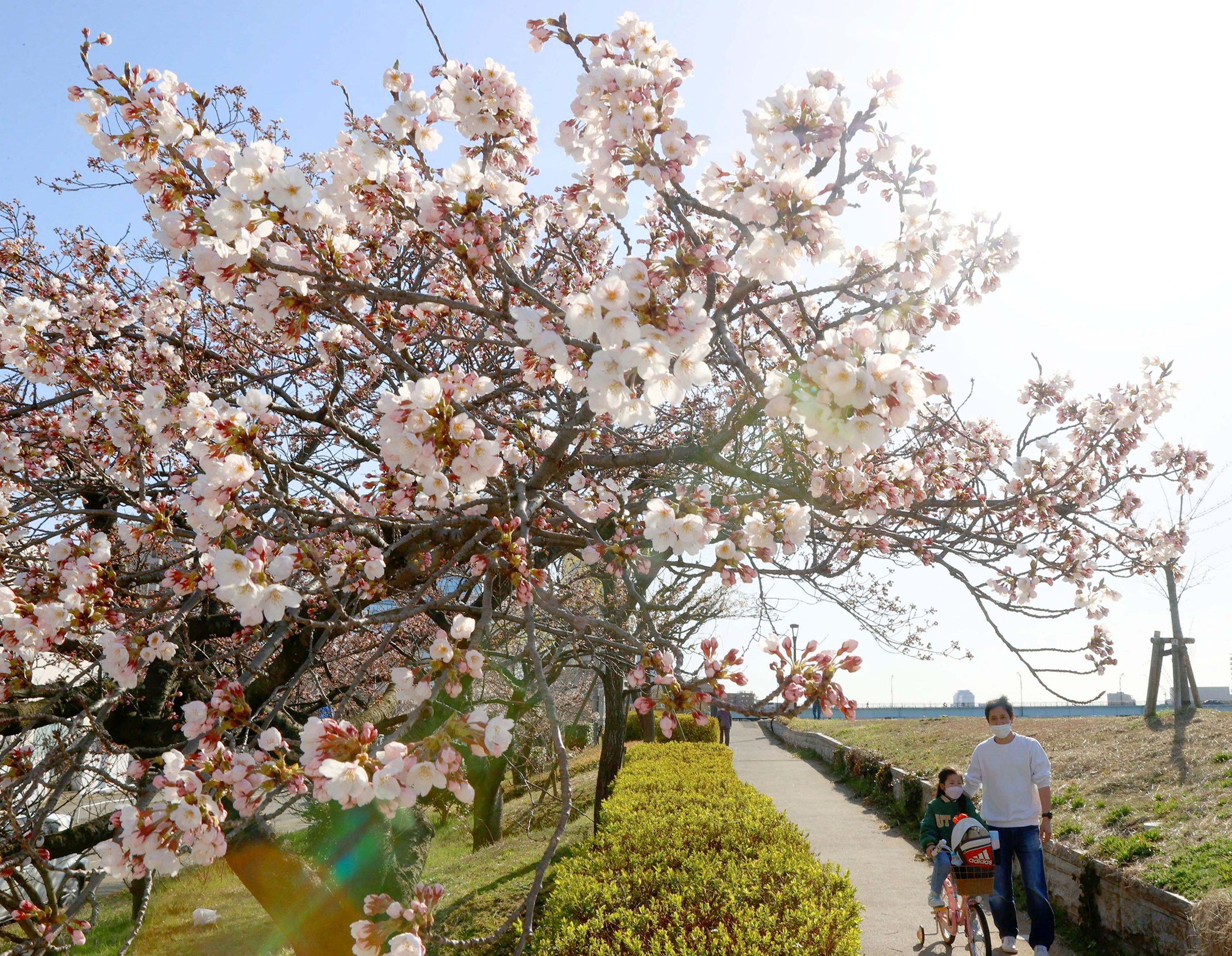 新潟市で桜が開花 新潟日報デジタルプラス