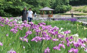 一面に咲き誇るしらさぎ森林公園のハナショウブ=15日、三条市矢田