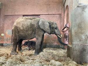 国内初出産で生まれたマルミミゾウの子ども(下)=5日(広島市安佐動物公園提供)