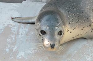 4月4日に生まれた雌のゴマフアザラシ(新潟市水族館マリンピア日本海提供)