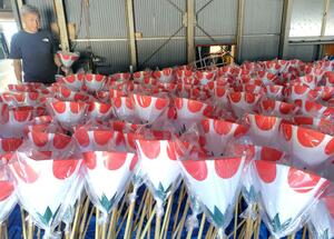 出荷を待つぼんぼり=新発田市稲荷岡