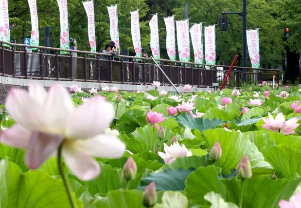 高田城址公園の外堀に咲くハス=18日、上越市